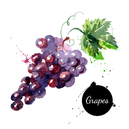 Watercolor delicious grapes vector material
