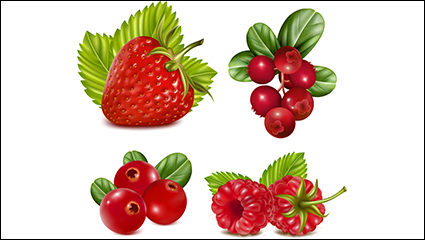 4 red fruit design vector material