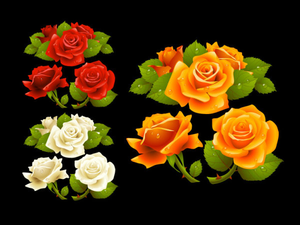 What a beautiful rose Vector