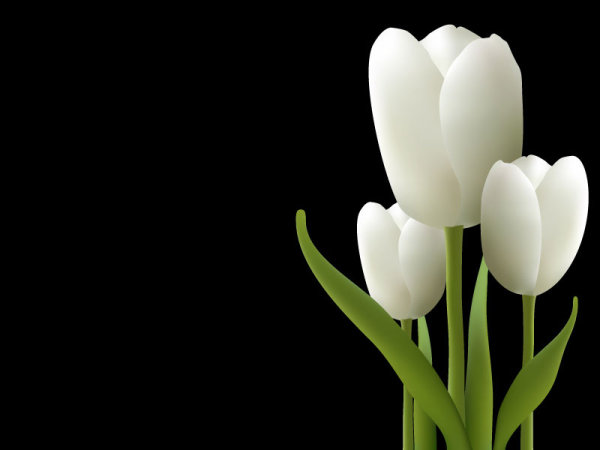 White tulips vector