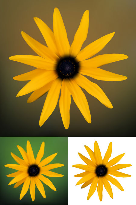 Small daisy vector 