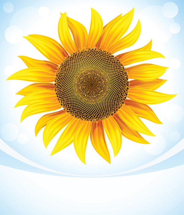 Sunflower 05 - vector 