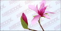 Pink Magnolia vector material