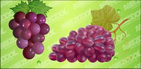 bunch of grapes vector material