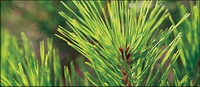 Pine leaves close-up picture material