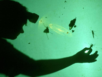 Cultures around the world to enjoy  A