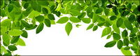 Leaves picture material