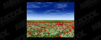Red flowers on the grassland of the picture material