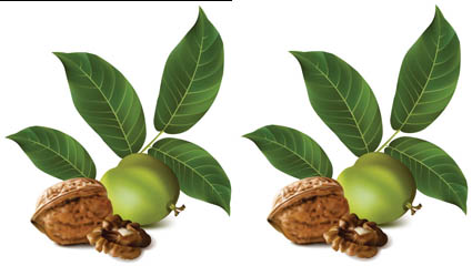 Realistic green walnut 02 - vector
